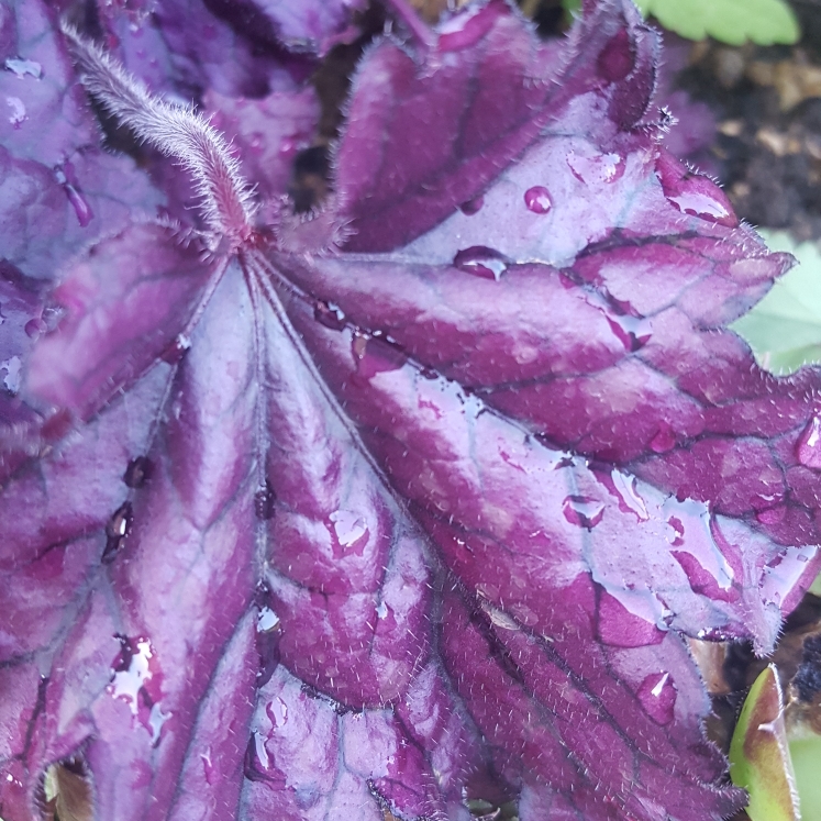 Plant image Heuchera 'Forever Purple'