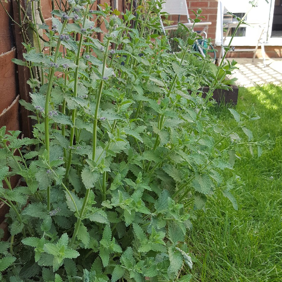 Plant image Calamintha nepeta subsp. nepeta