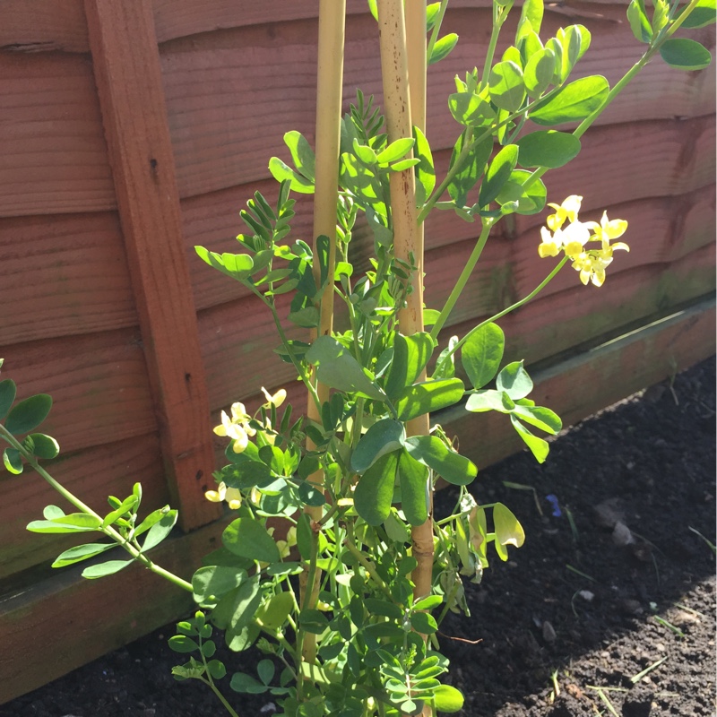 Plant image Coronilla valentina subsp. glauca  syn. Coronilla glauca