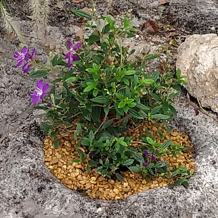 Plant image Tibouchina 'Jules'