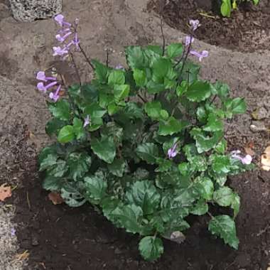 Plectranthus 'Mona Lavender'