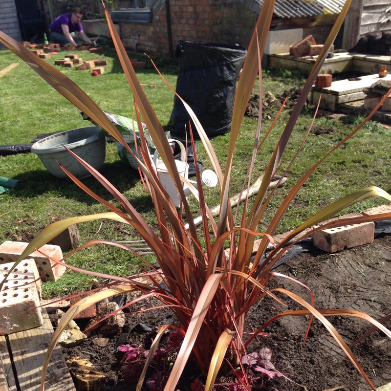 Phormium 'Fire Cracker'