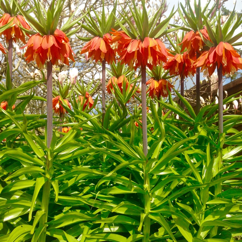 Fritillaria imperialis 'Blom's Orange Perfection'