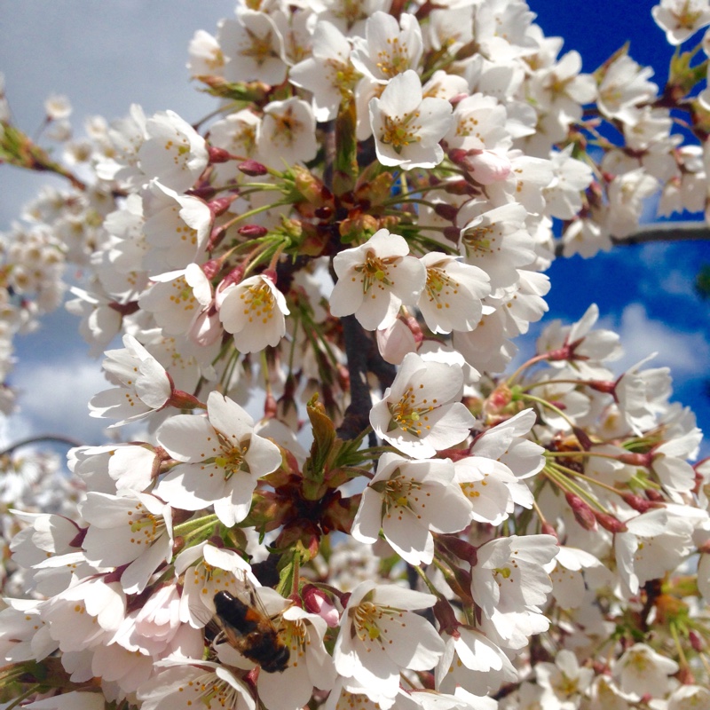 Prunus x subhirtella 'Pendula Rosea'