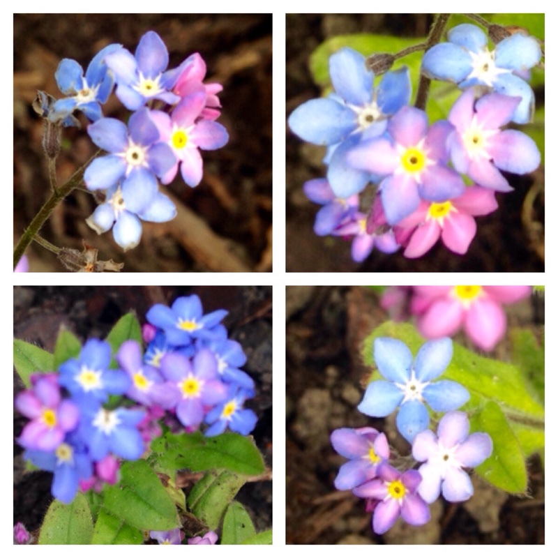 Myosotis scorpioides