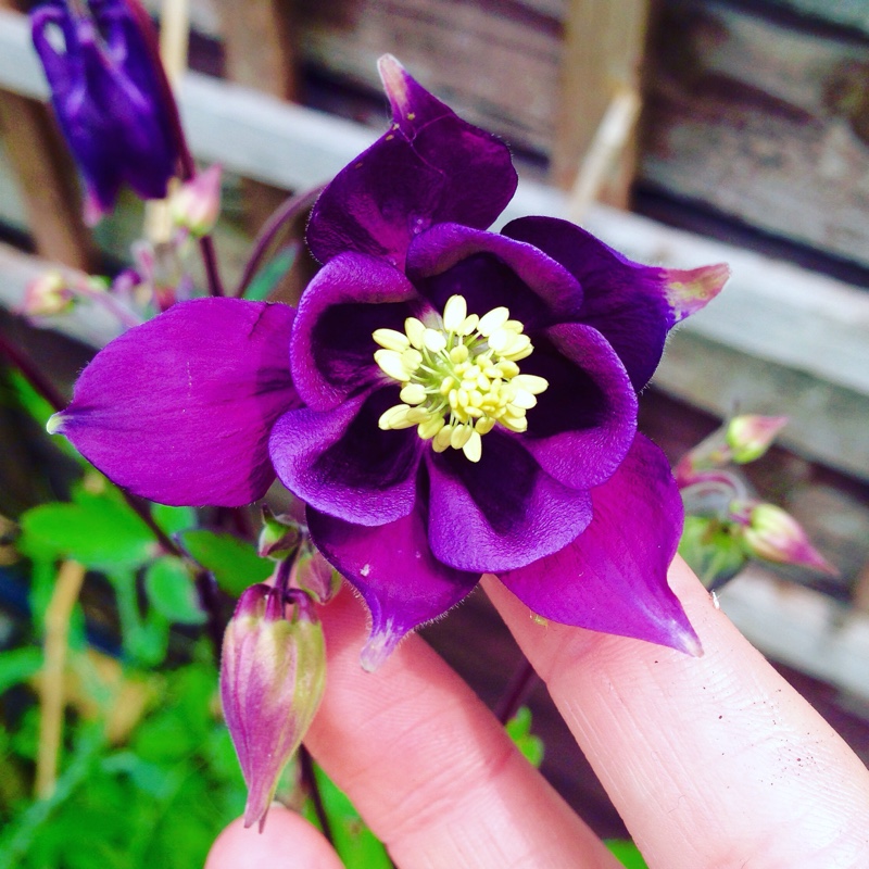 Aquilegia