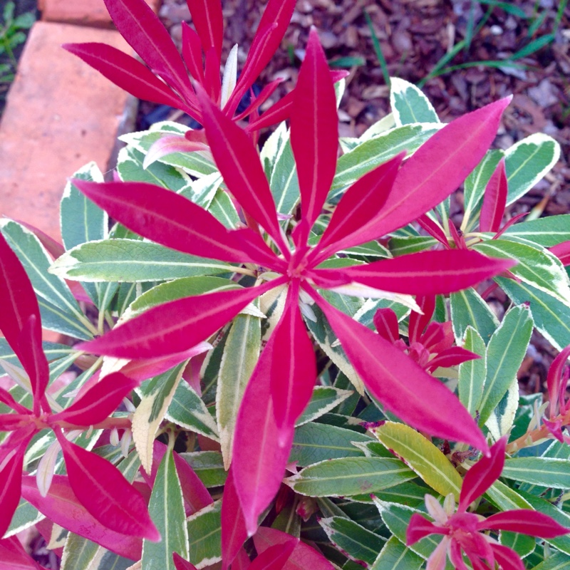 Pieris 'Flaming Silver'