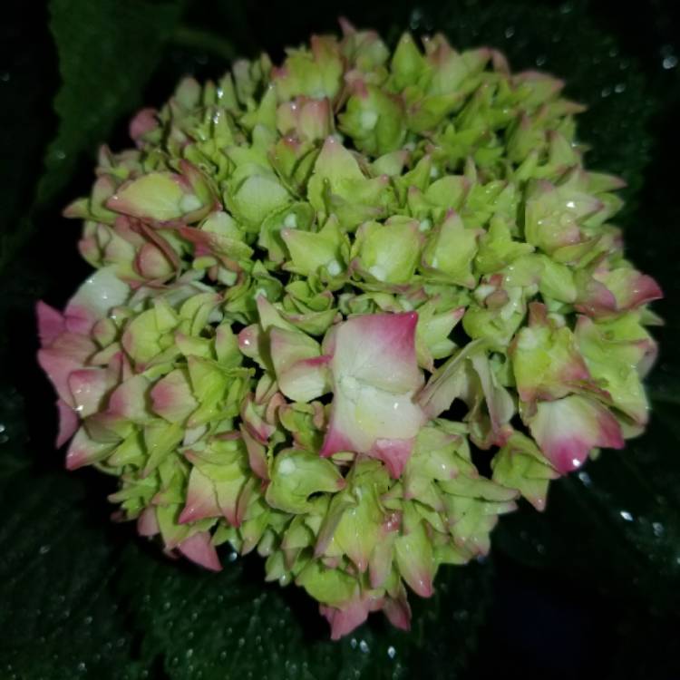 Plant image Hydrangea macrophylla 'Merritt's Supreme'