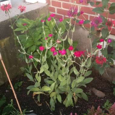 Rose Campion