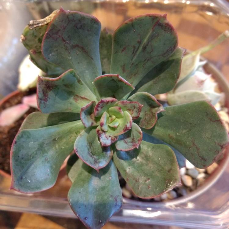 Plant image Echeveria Briar Rose