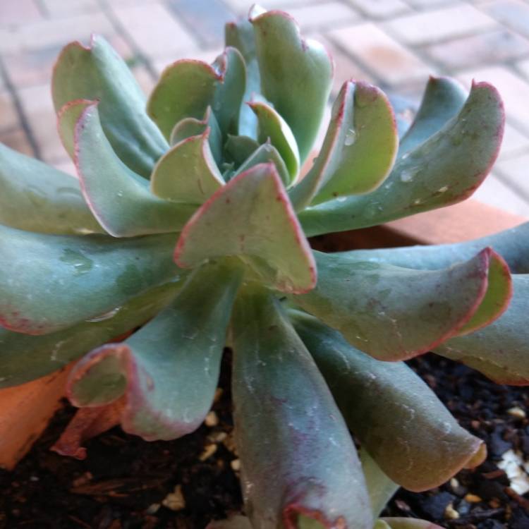 Plant image Echeveria Dark Hawk