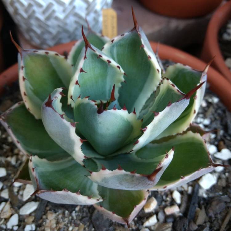 plant image 1099745