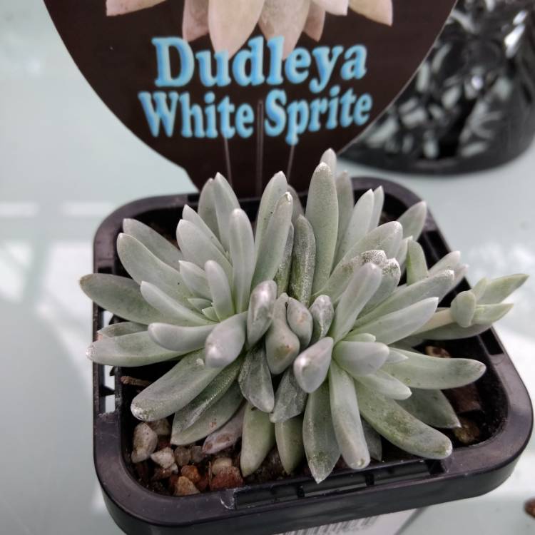 Plant image Dudleya gnoma 'White Sprite'