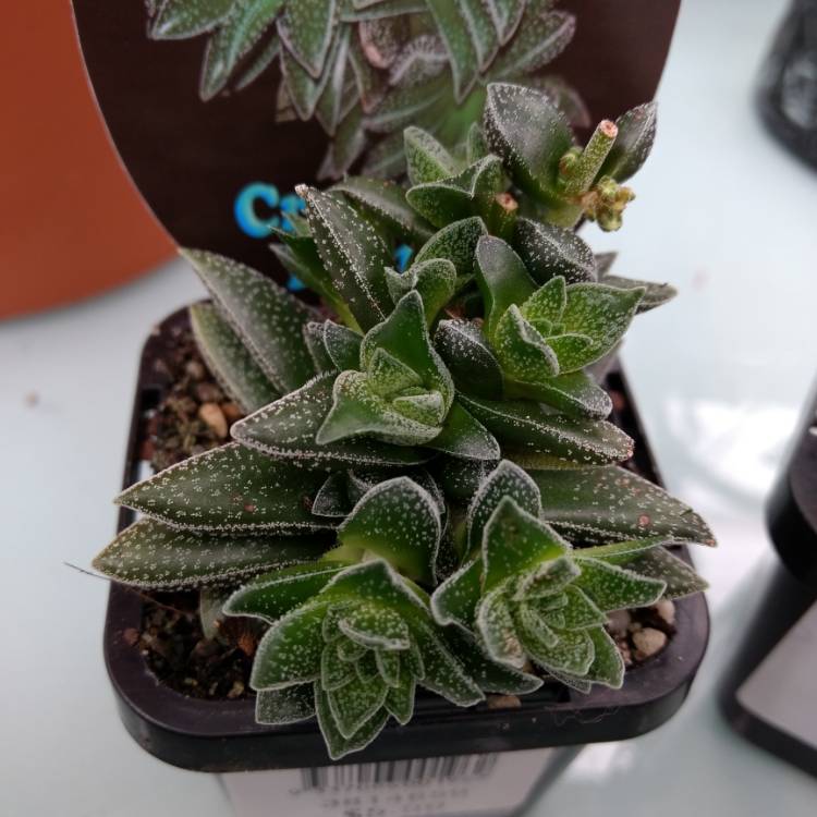 Plant image Crassula 'Frosty'