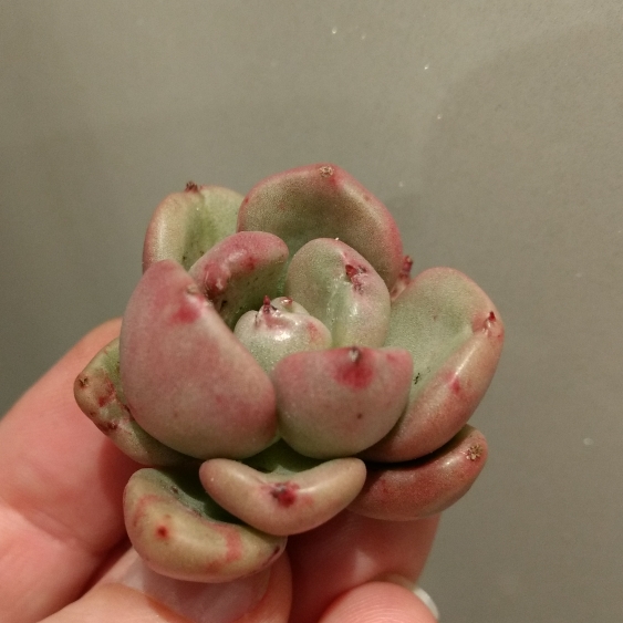 Plant image Echeveria Avocado Cream 