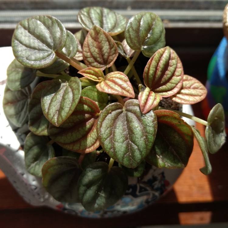 Plant image Peperomia 'Piccolo Banda'