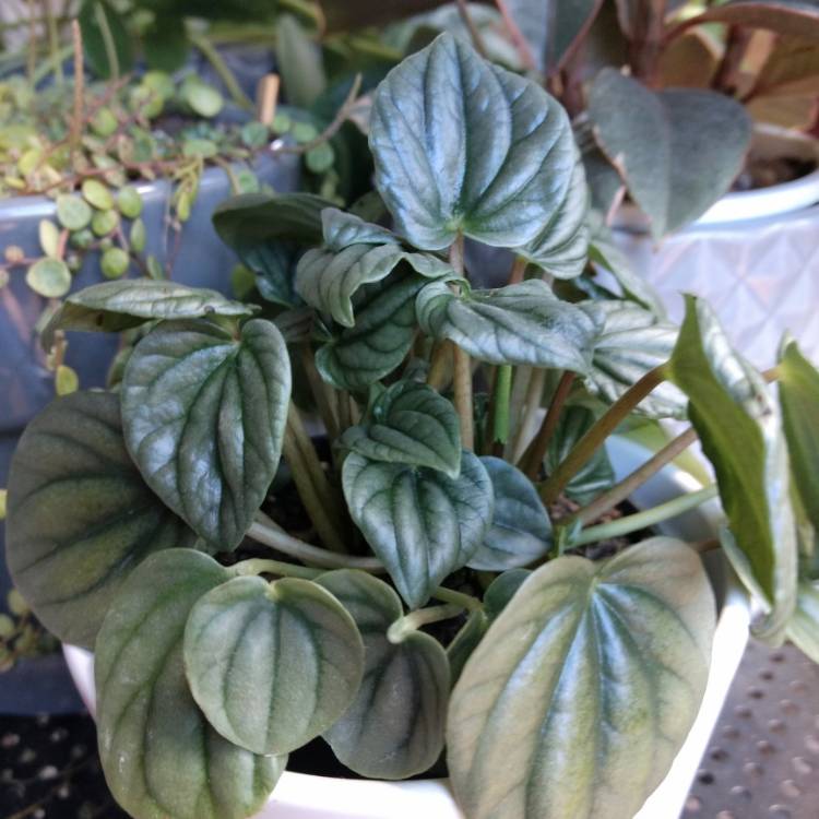 Plant image Peperomia 'Moonlight'