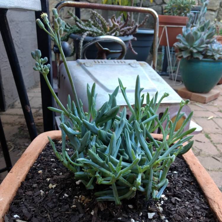 Plant image Kleinia 'Trident Blue syn. Senecio 'Trident Blue'