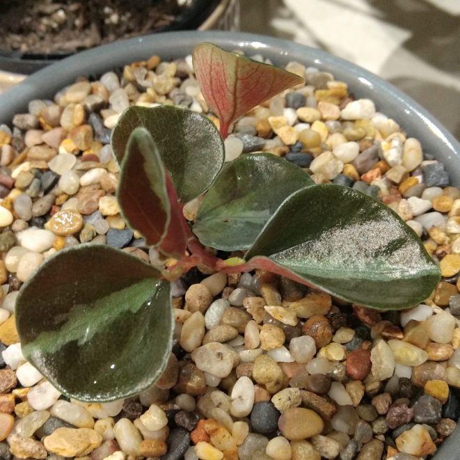 Plant image Peperomia Metallica V. Columbiana