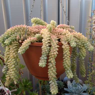 Sedum 'Burrito'