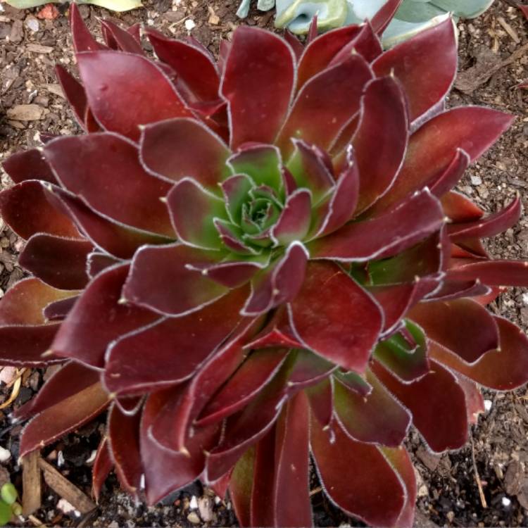 Plant image Sempervivum Heuffelii Inferno