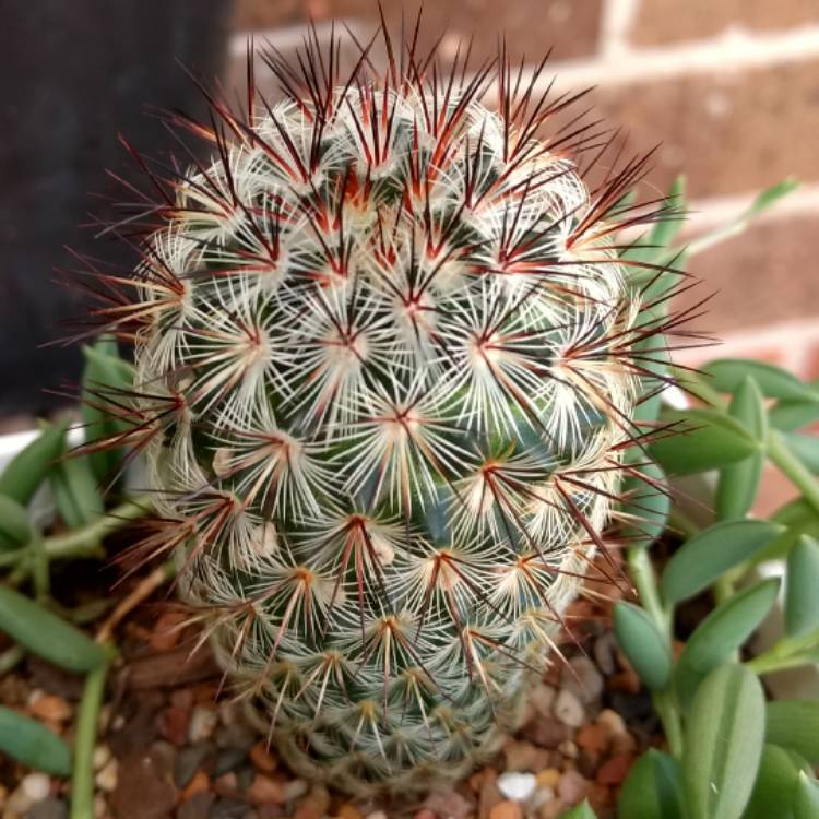 Plant image Mammillaria microhelia syn. Mammillaria droegeana, Mammillaria microheliopsis