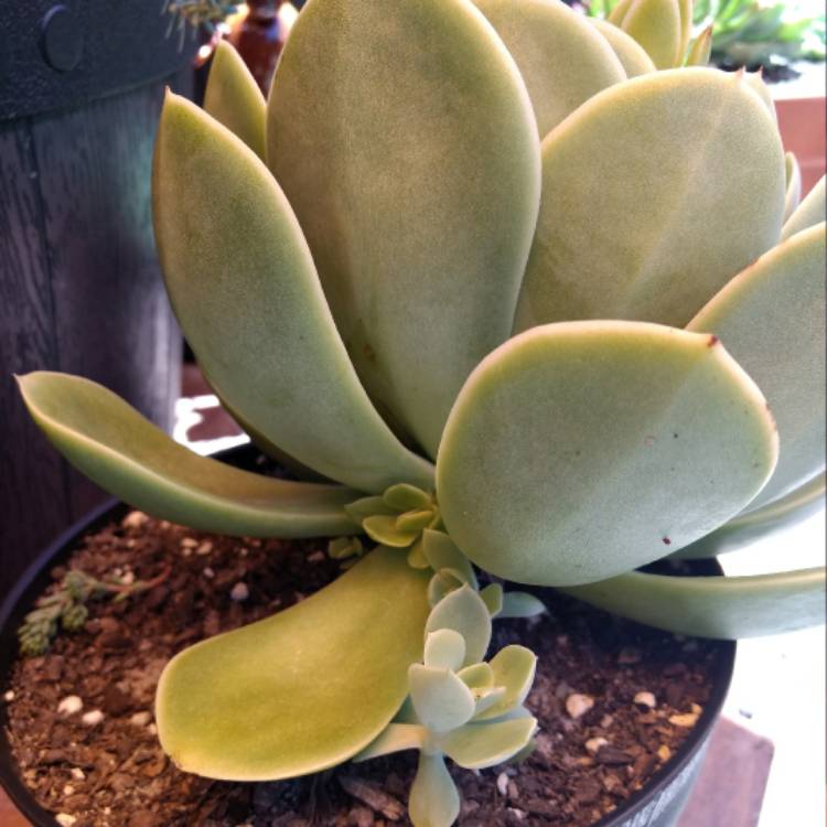 Plant image Echeveria Lemon And Lime