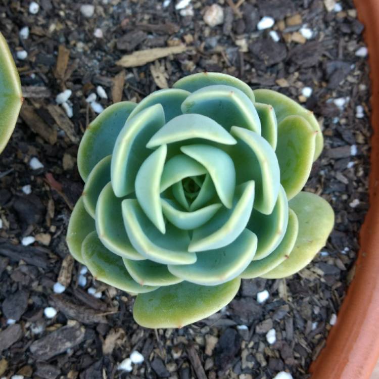 Plant image Echeveria Bees Knees