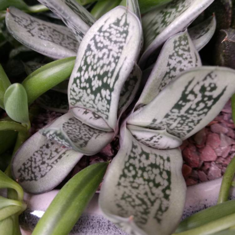 Plant image Gasteria Silver Toad