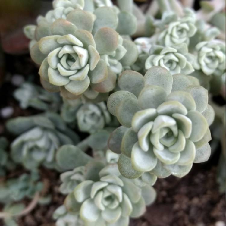 Plant image Sedum spurium 'Silver Blob'