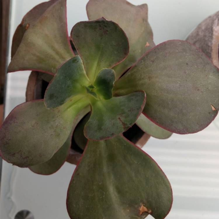 Plant image Echeveria Mauna Loa Pink Form