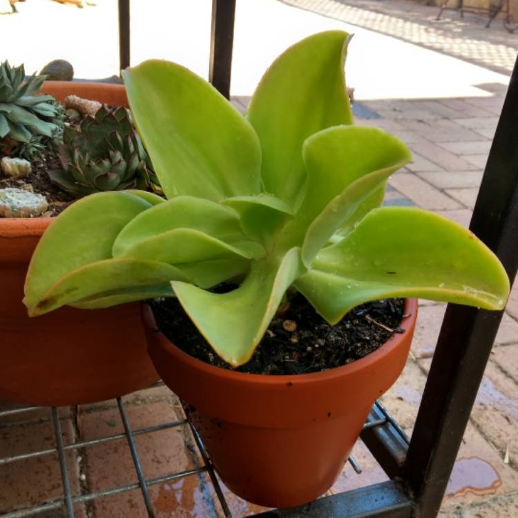 Plant image Echeveria Pallida