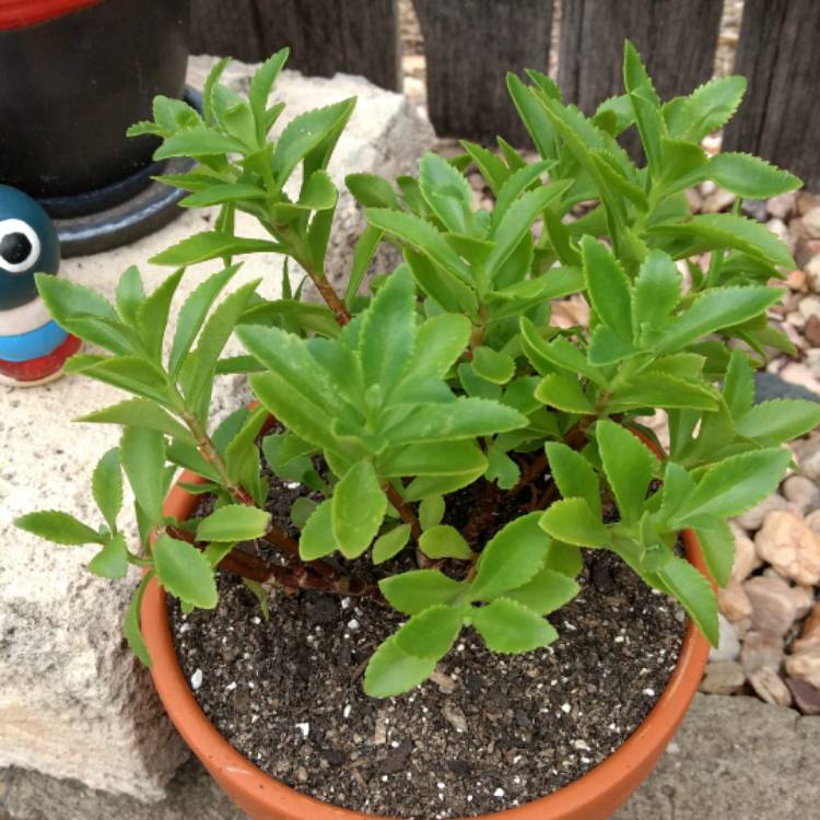 Plant image Sedum 'Thundercloud'