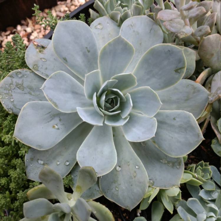 Plant image Echeveria Domingo