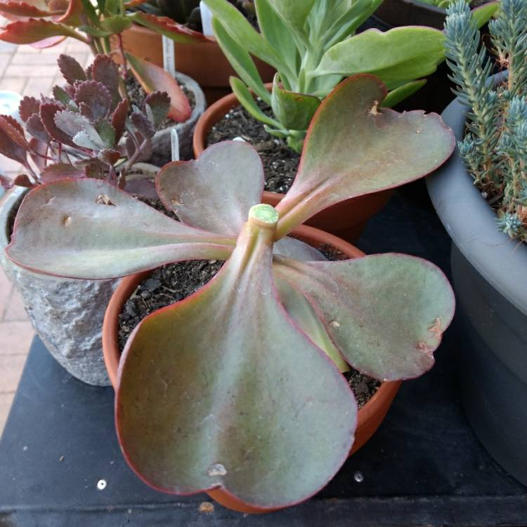 Plant image Echeveria Mauna Loa Pink Form