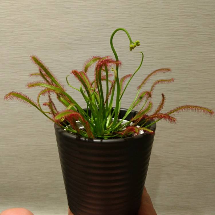 Plant image Drosera Capensis