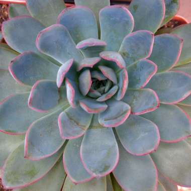 Echeveria Apus