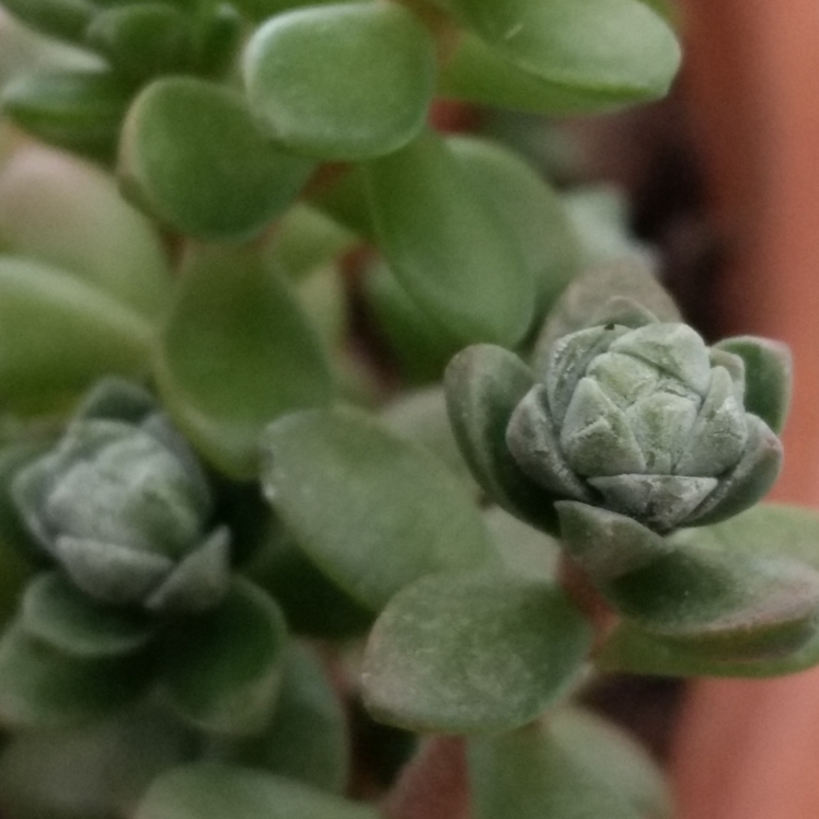 Plant image Sedum 'Star Carpet'