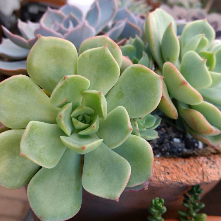 Plant image Echeveria Glow Sport