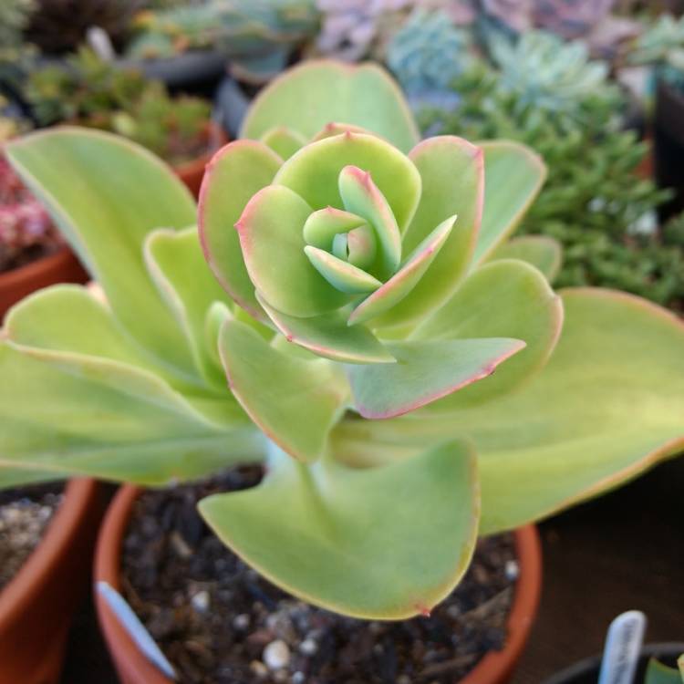 Plant image Echeveria Pallida