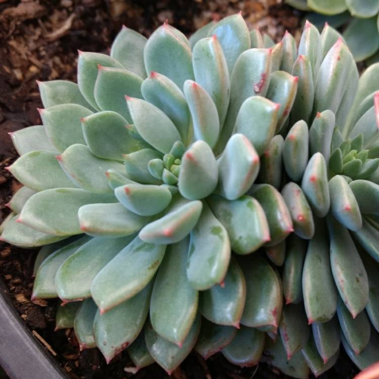 Plant image Echeveria Gusto