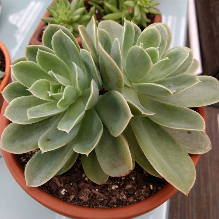 Echeveria Beltana, Echeveria 'Beltana' - uploaded by @bella_charlie_designs