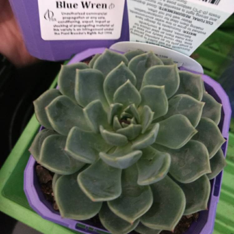 Plant image Echeveria Blue Wren