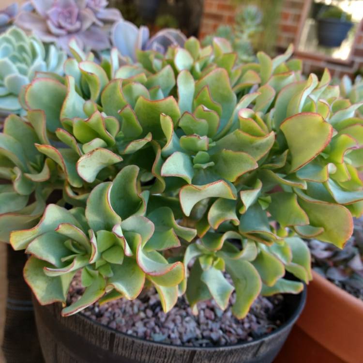 Plant image Crassula 'Blue Waves'