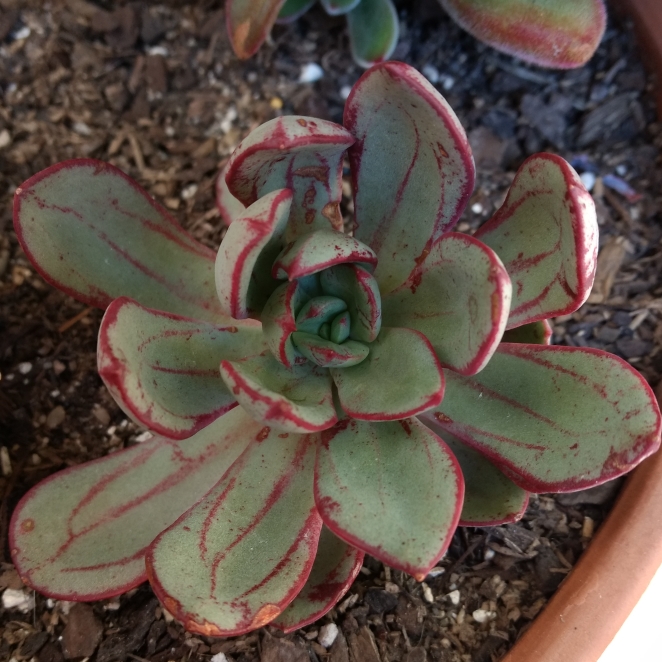 Plant image Echeveria Bella Rouge