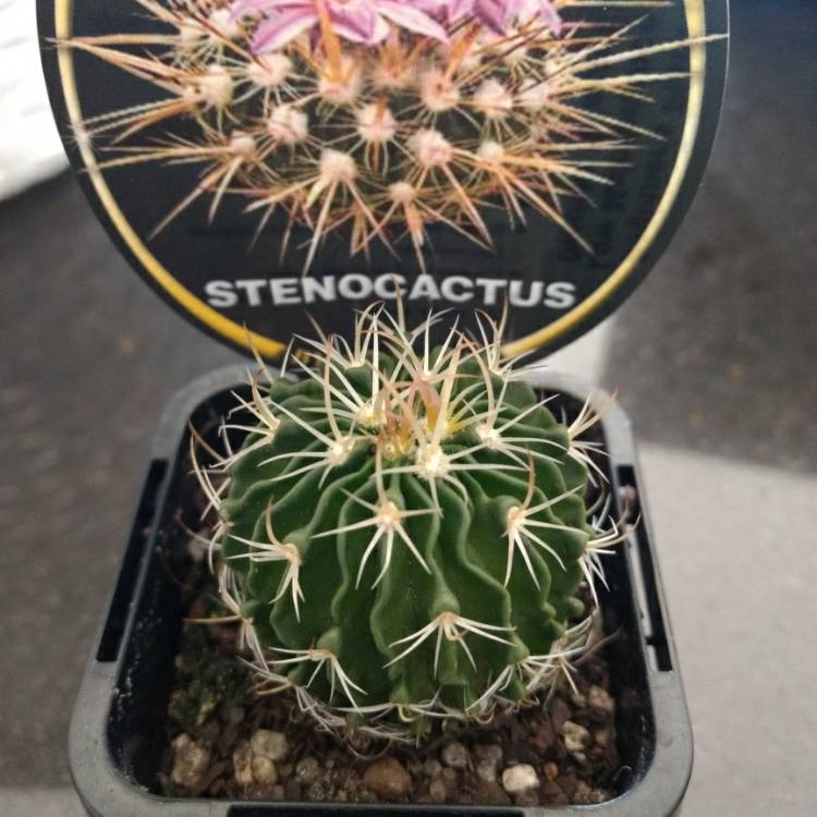 Plant image Stenocactus phyllacanthus syn.Stenocactus tricuspidatus