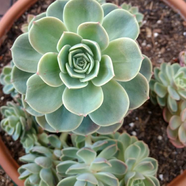 Plant image Echeveria Bees Knees