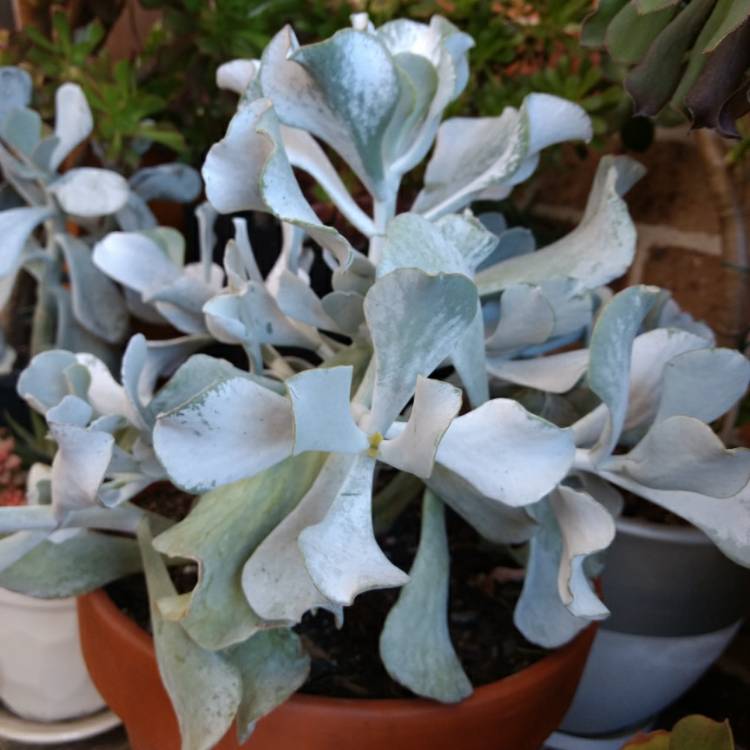 Plant image Cotyledon orbiculata 'Blue Waves'