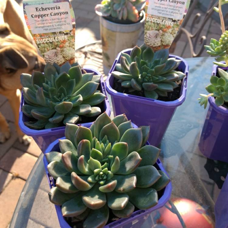 Plant image Echeveria Copper Canyon