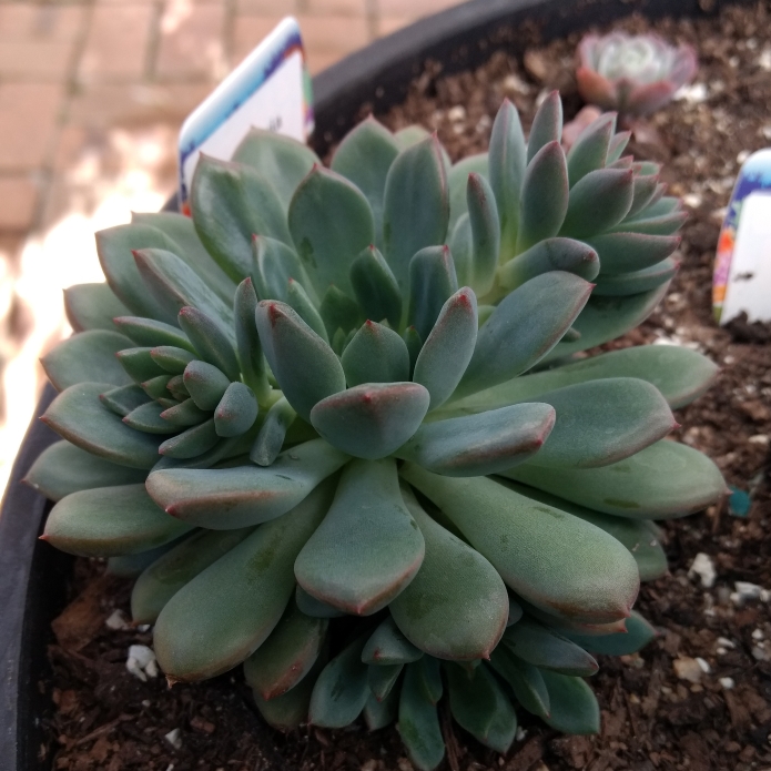 Plant image Echeveria Gusto